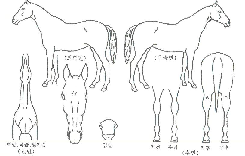 ½Ç¹ö¿ø´õÇ®ÀÇ Ãø¸é,¿ì¸é,µÞ¸é,µÎ»ó,´Ù¸®ÀÇ Æ¯Â¡µµÇØ