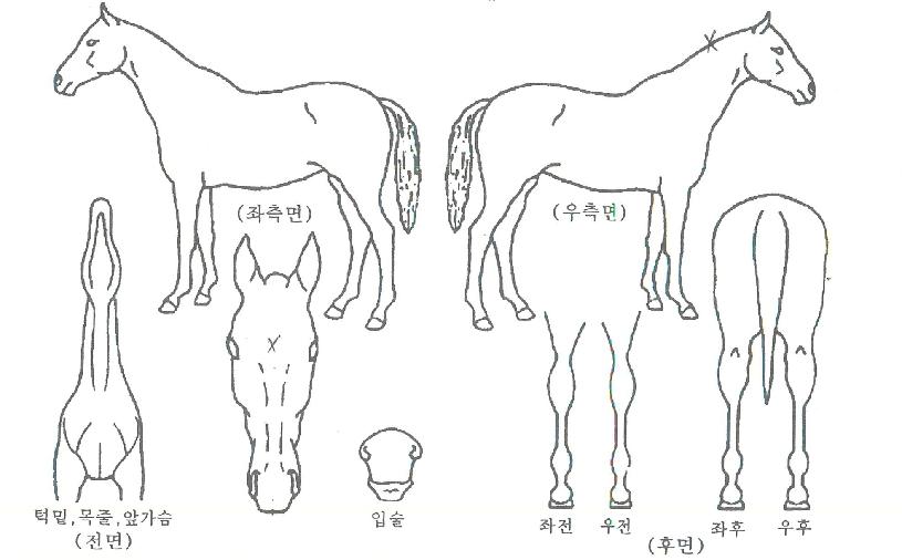 ÆÐ¹Ð¸®ÆÄÅ©ÀÇ Ãø¸é,¿ì¸é,µÞ¸é,µÎ»ó,´Ù¸®ÀÇ Æ¯Â¡µµÇØ