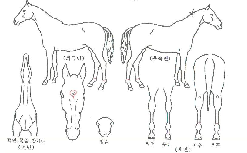 ½ºÄ«ÀÌ¿©½ÅÀÇ Ãø¸é,¿ì¸é,µÞ¸é,µÎ»ó,´Ù¸®ÀÇ Æ¯Â¡µµÇØ