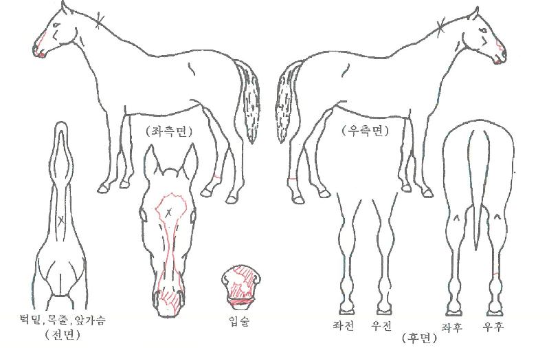 ÇÇÄÉÀ̱ºÈ²ÀÇ Ãø¸é,¿ì¸é,µÞ¸é,µÎ»ó,´Ù¸®ÀÇ Æ¯Â¡µµÇØ
