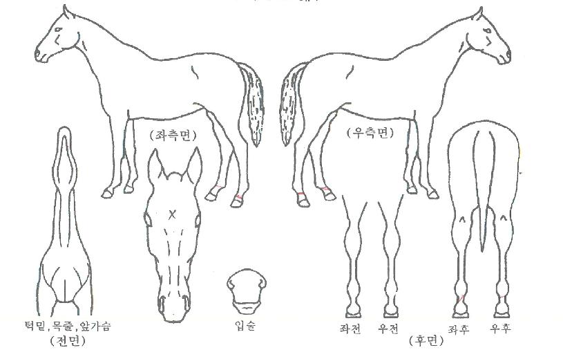 ���̾���̾��ڸ��� ����,���,�޸�,�λ�,�ٸ��� Ư¡����