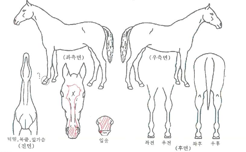 ¸¶¼úÇǸ®ÀÇ Ãø¸é,¿ì¸é,µÞ¸é,µÎ»ó,´Ù¸®ÀÇ Æ¯Â¡µµÇØ