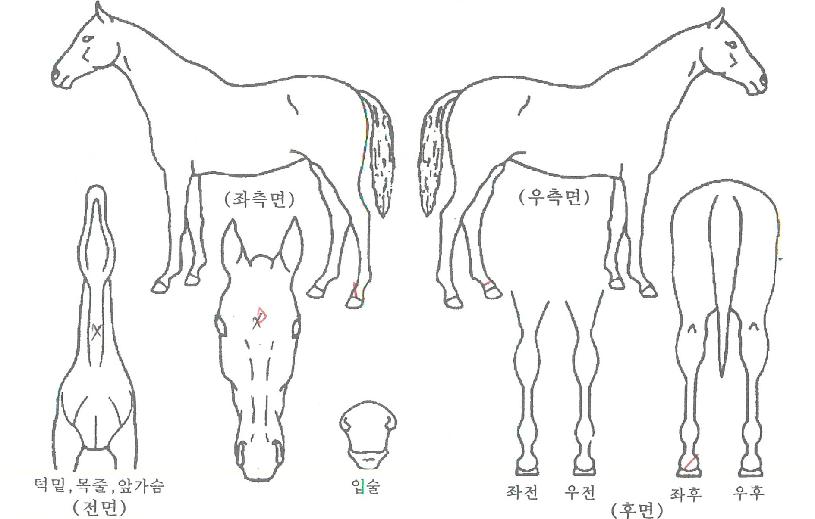 ������ ����,���,�޸�,�λ�,�ٸ��� Ư¡����