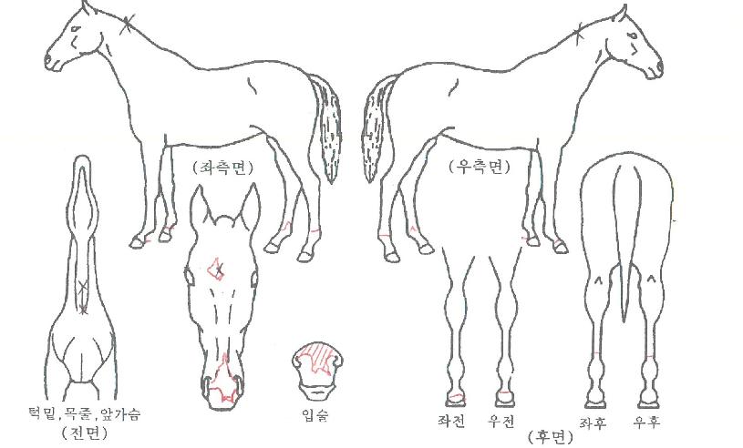 ź��Ʈ�� ����,���,�޸�,�λ�,�ٸ��� Ư¡����