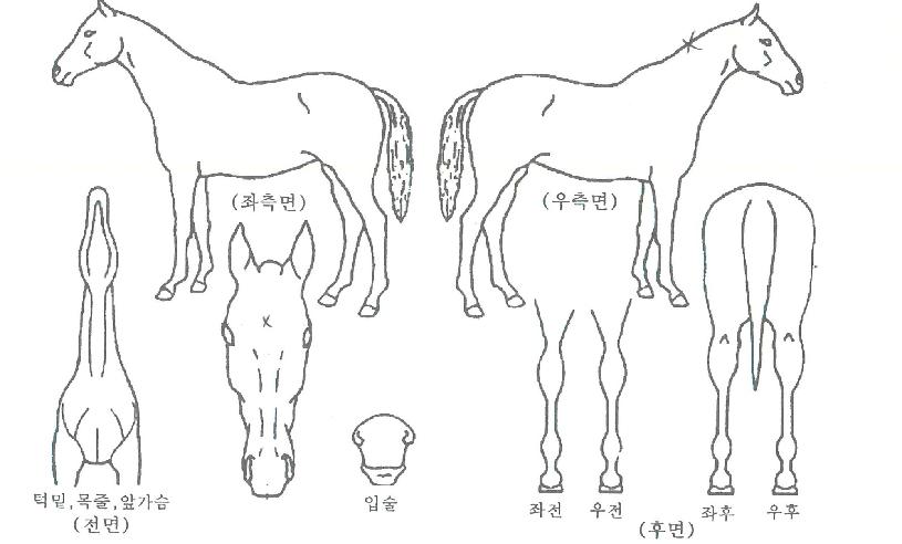 Ä÷¯¾îÆù½ºÅ¸ÀÇ Ãø¸é,¿ì¸é,µÞ¸é,µÎ»ó,´Ù¸®ÀÇ Æ¯Â¡µµÇØ