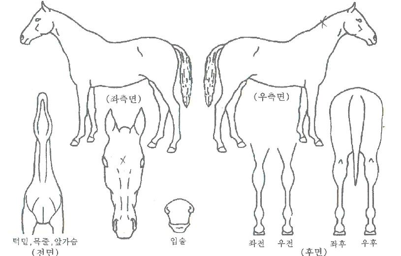 ���������̵��� ����,���,�޸�,�λ�,�ٸ��� Ư¡����