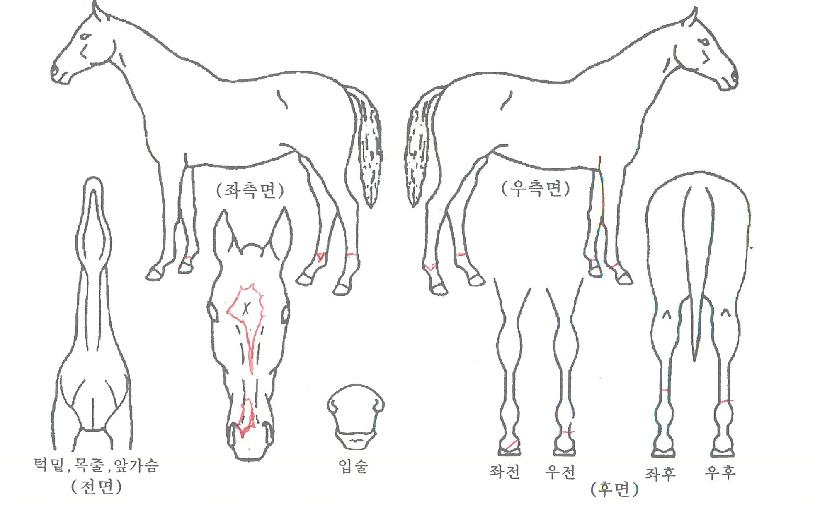 ���Ʒ����� ����,���,�޸�,�λ�,�ٸ��� Ư¡����