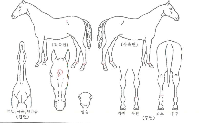 ��Ʈ��ŷ�� ����,���,�޸�,�λ�,�ٸ��� Ư¡����