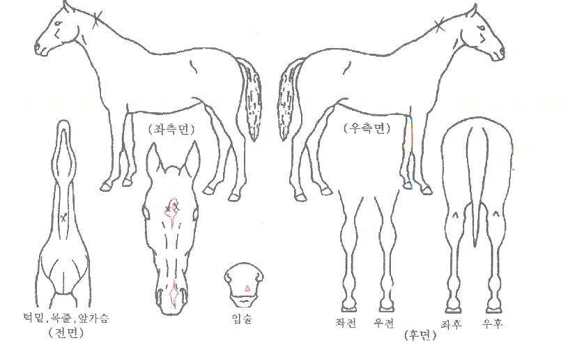 ·¹µåºí·¹À̵åÀÇ Ãø¸é,¿ì¸é,µÞ¸é,µÎ»ó,´Ù¸®ÀÇ Æ¯Â¡µµÇØ