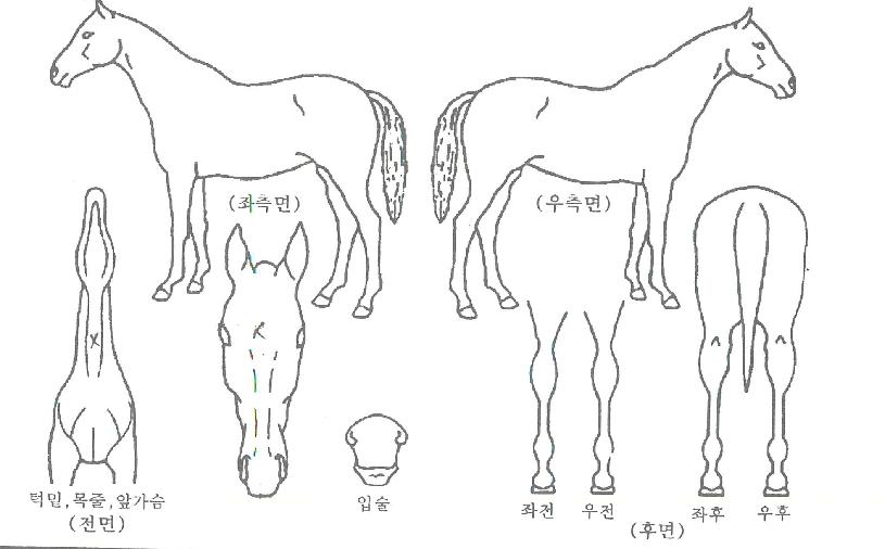 Ȳ�ݹ̼��� ����,���,�޸�,�λ�,�ٸ��� Ư¡����