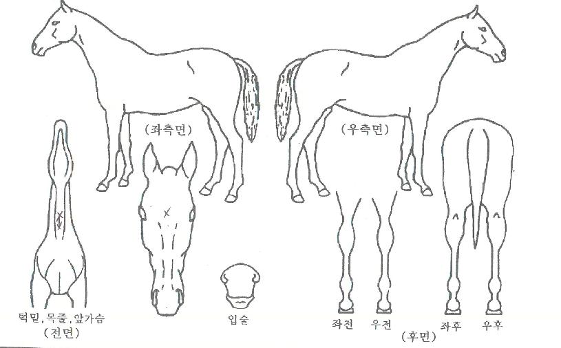 ¿¡À̽ºÂ÷Å͵åÀÇ Ãø¸é,¿ì¸é,µÞ¸é,µÎ»ó,´Ù¸®ÀÇ Æ¯Â¡µµÇØ