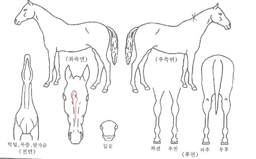 ¿µ±¤ÀÇÆ÷½ºÀÇ Ãø¸é,¿ì¸é,µÞ¸é,µÎ»ó,´Ù¸®ÀÇ Æ¯Â¡µµÇØ