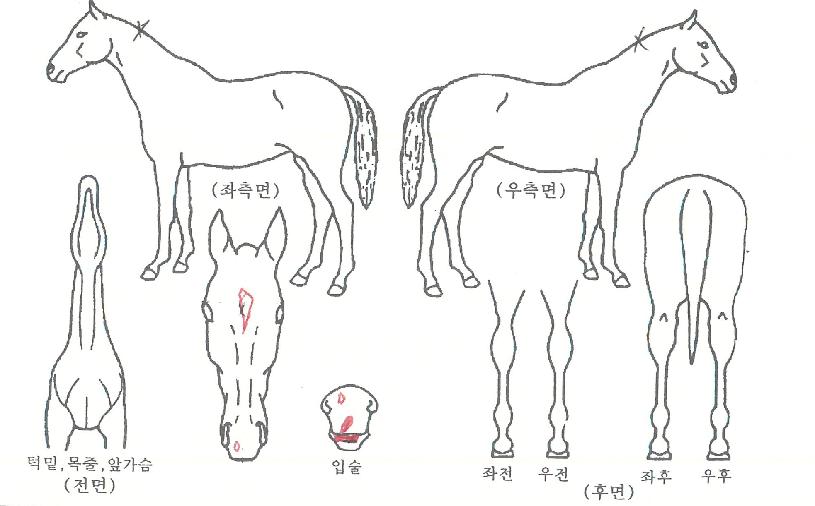 ÆÛÆåÆ®ºÒÆÐÀÇ Ãø¸é,¿ì¸é,µÞ¸é,µÎ»ó,´Ù¸®ÀÇ Æ¯Â¡µµÇØ