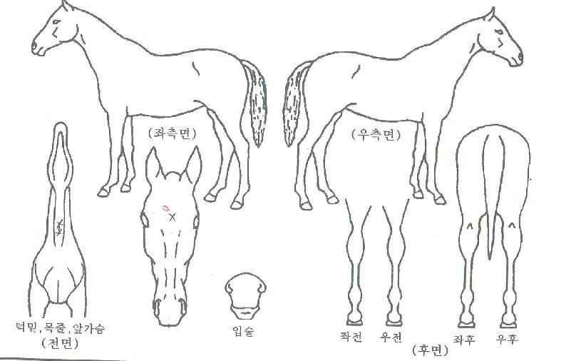 ¿ì½ÂÀ¸·ÎÀÇ Ãø¸é,¿ì¸é,µÞ¸é,µÎ»ó,´Ù¸®ÀÇ Æ¯Â¡µµÇØ