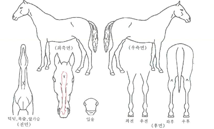 ����� ����,���,�޸�,�λ�,�ٸ��� Ư¡����