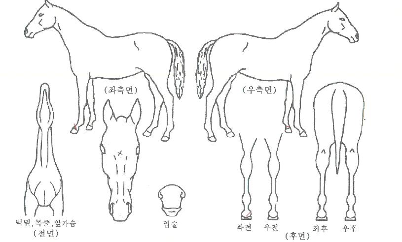 �����̽��� ����,���,�޸�,�λ�,�ٸ��� Ư¡����