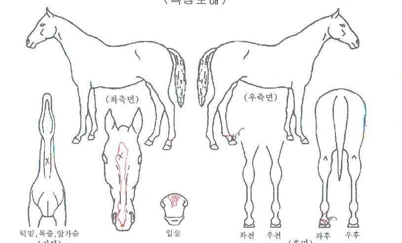 ´ëÈñ¸ÁÀÚ¸¶ÀÇ Ãø¸é,¿ì¸é,µÞ¸é,µÎ»ó,´Ù¸®ÀÇ Æ¯Â¡µµÇØ