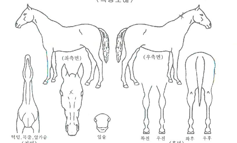 ���ҵ������ڸ��� ����,���,�޸�,�λ�,�ٸ��� Ư¡����