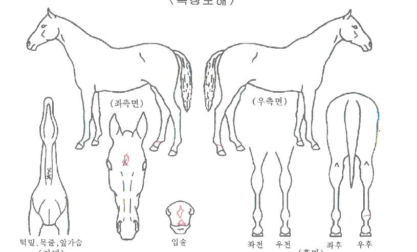 õ�����ڸ��� ����,���,�޸�,�λ�,�ٸ��� Ư¡����