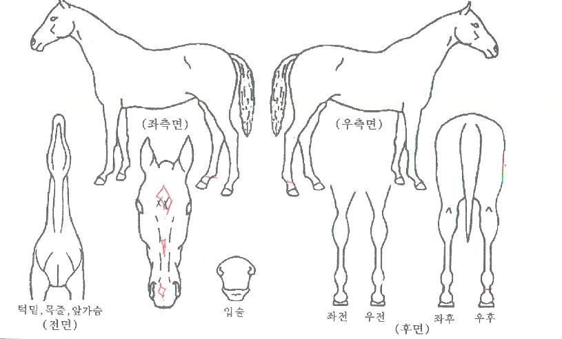 »çÀ̺¸±×ÀÇ Ãø¸é,¿ì¸é,µÞ¸é,µÎ»ó,´Ù¸®ÀÇ Æ¯Â¡µµÇØ