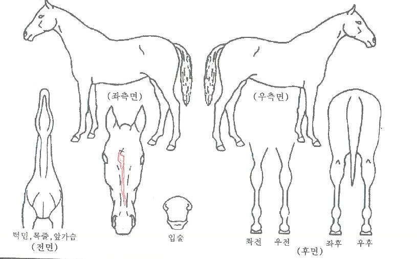 ����Ʈ��ȭ�� ����,���,�޸�,�λ�,�ٸ��� Ư¡����