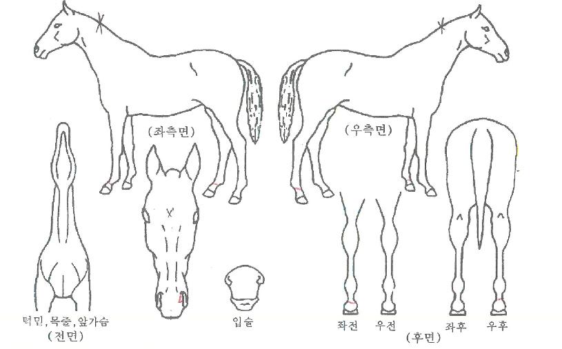 �ö��׺Ҹ��� ����,���,�޸�,�λ�,�ٸ��� Ư¡����