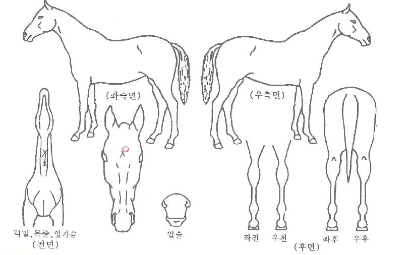 º£½ºÆ®¶óÀÎÀÇ Ãø¸é,¿ì¸é,µÞ¸é,µÎ»ó,´Ù¸®ÀÇ Æ¯Â¡µµÇØ