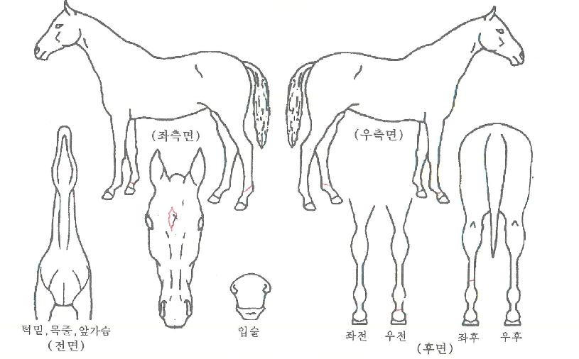 ��������� ����,���,�޸�,�λ�,�ٸ��� Ư¡����