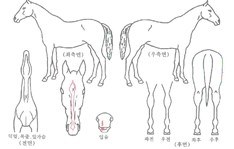 ����Ǯ������ ����,���,�޸�,�λ�,�ٸ��� Ư¡����