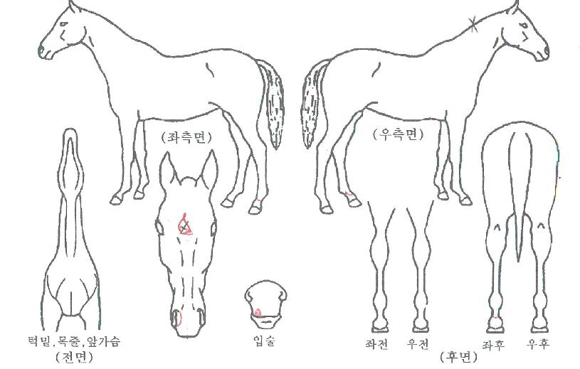 ����Ư���� ����,���,�޸�,�λ�,�ٸ��� Ư¡����