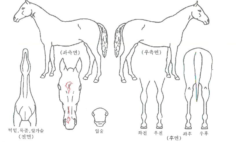 ����ȣ���� ����,���,�޸�,�λ�,�ٸ��� Ư¡����