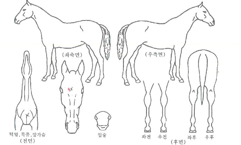 ¿¹¼úÀǰæÁöÀÇ Ãø¸é,¿ì¸é,µÞ¸é,µÎ»ó,´Ù¸®ÀÇ Æ¯Â¡µµÇØ