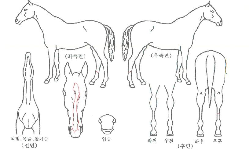 ¿ø´õÇ®½ÃƼÀÇ Ãø¸é,¿ì¸é,µÞ¸é,µÎ»ó,´Ù¸®ÀÇ Æ¯Â¡µµÇØ