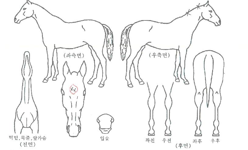 ¹Ì½ºÆåÅÍÀÇ Ãø¸é,¿ì¸é,µÞ¸é,µÎ»ó,´Ù¸®ÀÇ Æ¯Â¡µµÇØ