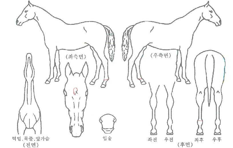 ��δ�ȣ�� ����,���,�޸�,�λ�,�ٸ��� Ư¡����