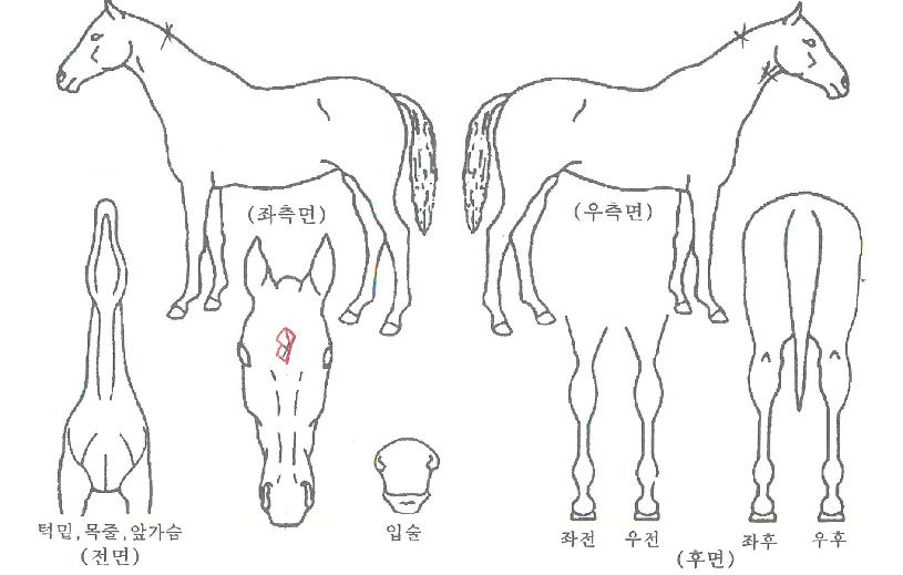 ÆÛÆåÆ®ÇöóÀ×ÀÇ Ãø¸é,¿ì¸é,µÞ¸é,µÎ»ó,´Ù¸®ÀÇ Æ¯Â¡µµÇØ