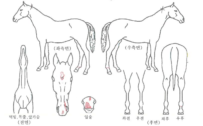 �����ž�� ����,���,�޸�,�λ�,�ٸ��� Ư¡����