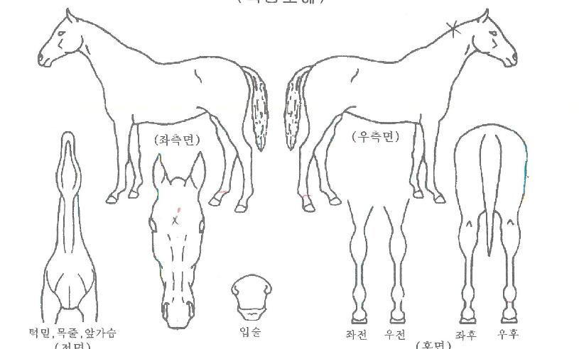 ����ŸŰ���ڸ��� ����,���,�޸�,�λ�,�ٸ��� Ư¡����