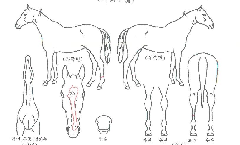 ´ÙÅ©½ºÆÄÀÌ´õÀÇ Ãø¸é,¿ì¸é,µÞ¸é,µÎ»ó,´Ù¸®ÀÇ Æ¯Â¡µµÇØ