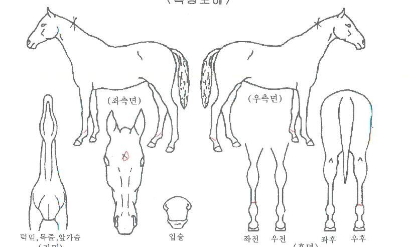 Á¶ÀÌ¿ÀºêÅ·ÀÇ Ãø¸é,¿ì¸é,µÞ¸é,µÎ»ó,´Ù¸®ÀÇ Æ¯Â¡µµÇØ