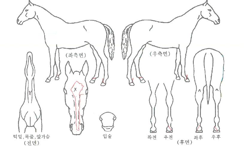 õ³âÀǿ︲ÀÇ Ãø¸é,¿ì¸é,µÞ¸é,µÎ»ó,´Ù¸®ÀÇ Æ¯Â¡µµÇØ