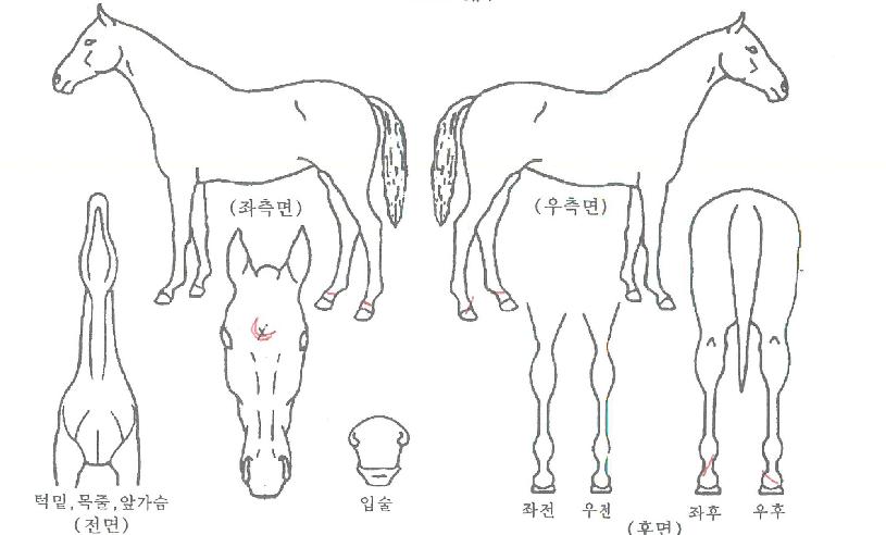 ȣ������ ����,���,�޸�,�λ�,�ٸ��� Ư¡����