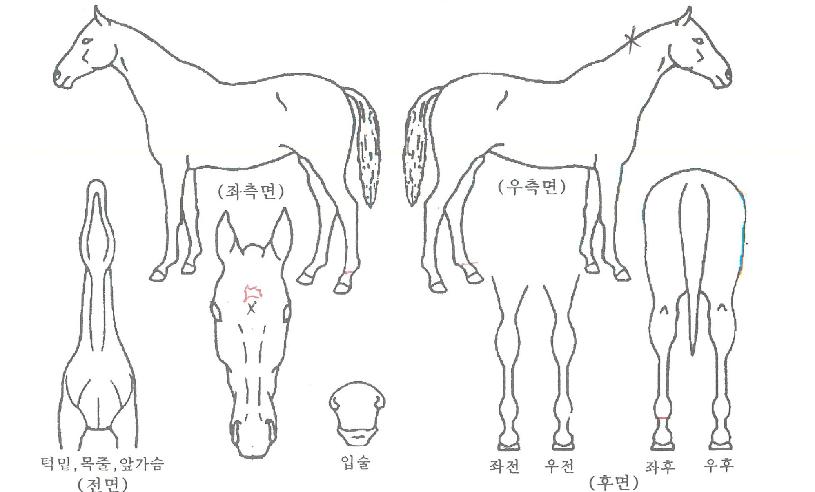 ���۷θ��� ����,���,�޸�,�λ�,�ٸ��� Ư¡����