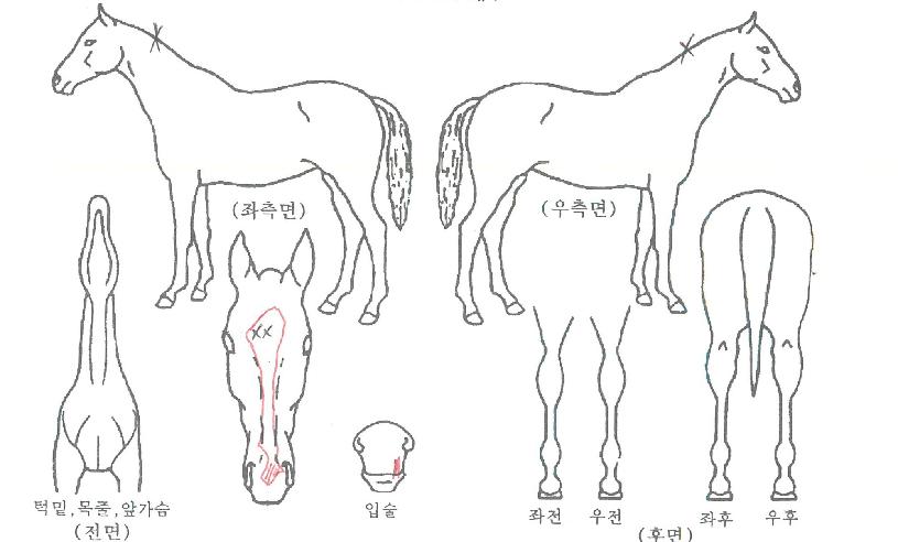 ¾Æ¿ö»çÀ̸ÕÀÇ Ãø¸é,¿ì¸é,µÞ¸é,µÎ»ó,´Ù¸®ÀÇ Æ¯Â¡µµÇØ