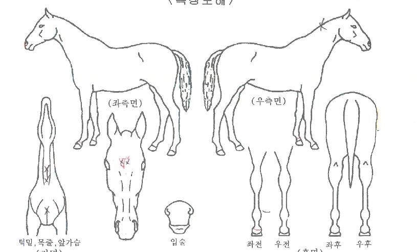 ��Ʈ������ ����,���,�޸�,�λ�,�ٸ��� Ư¡����