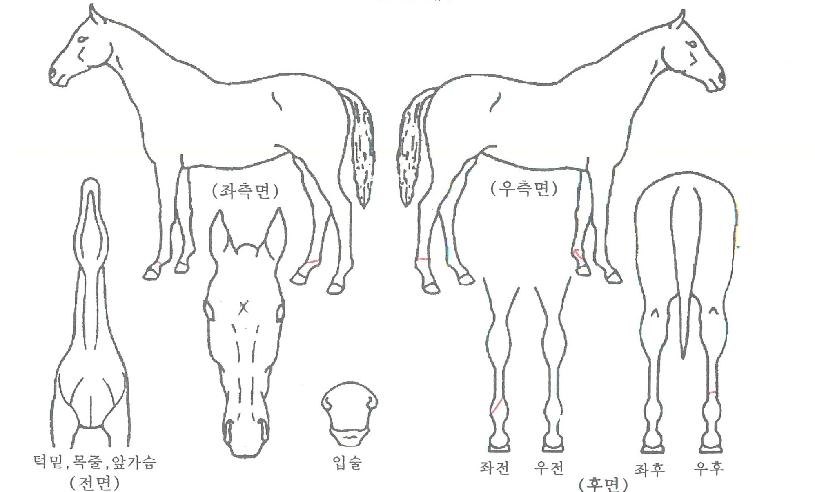 ¸Ó´Ïºí·çÀÇ Ãø¸é,¿ì¸é,µÞ¸é,µÎ»ó,´Ù¸®ÀÇ Æ¯Â¡µµÇØ