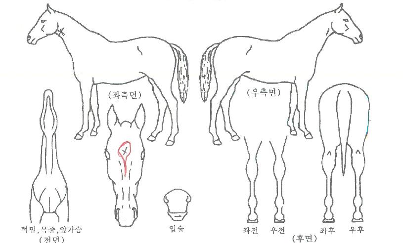 ����ž��Ƽ�� ����,���,�޸�,�λ�,�ٸ��� Ư¡����