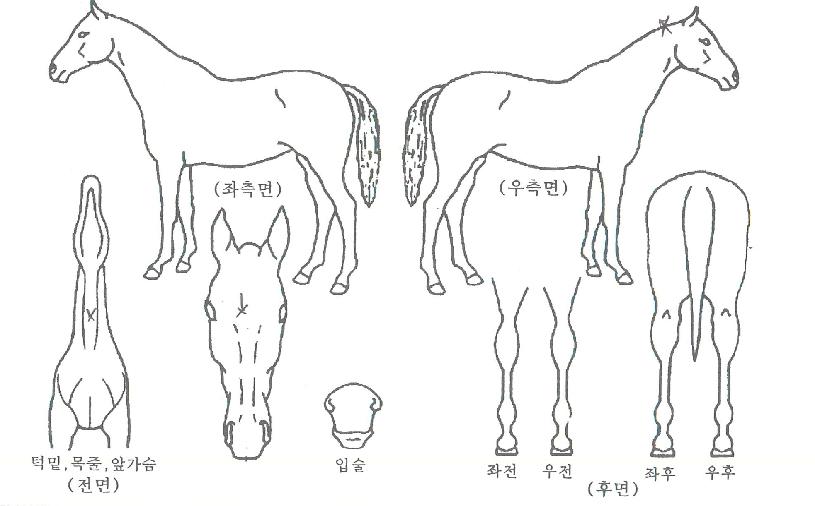 ����Ǳ����� ����,���,�޸�,�λ�,�ٸ��� Ư¡����