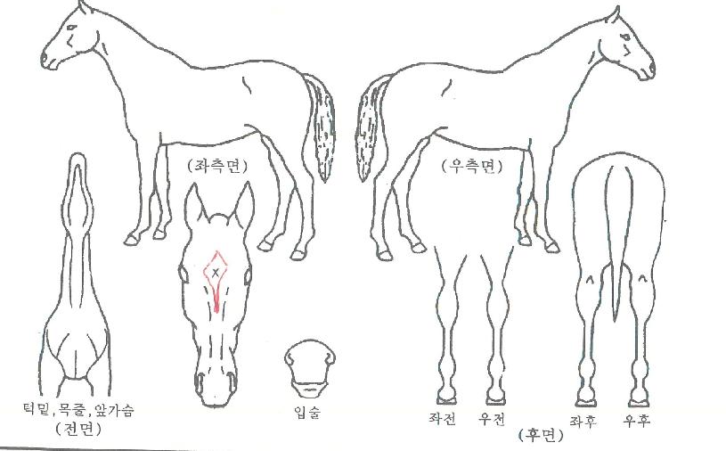 ���극�̽��� ����,���,�޸�,�λ�,�ٸ��� Ư¡����