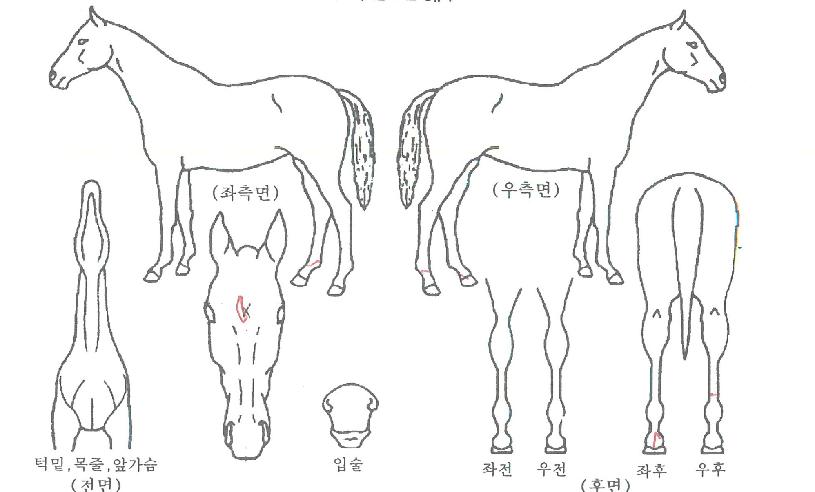 ½ºÅèÄýÀÇ Ãø¸é,¿ì¸é,µÞ¸é,µÎ»ó,´Ù¸®ÀÇ Æ¯Â¡µµÇØ